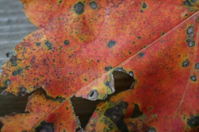Red_leaf.jpg