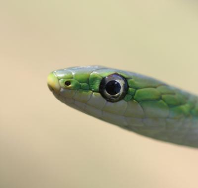 Rough_Green.jpg