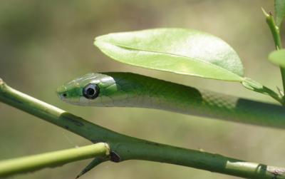 Rough_green2.jpg
