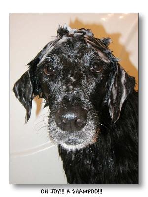 Oh Joy!!!  Shampoo!!!  4th Place  by MaryB