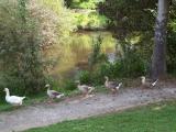 5 geese in a row 1787x.JPG