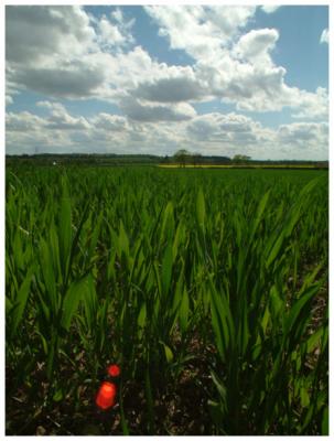 u16/paulandjane/medium/20174006.corn_field.jpg