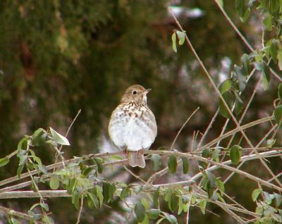 Hermit Thrush