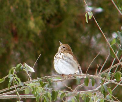 Hermit Thrush