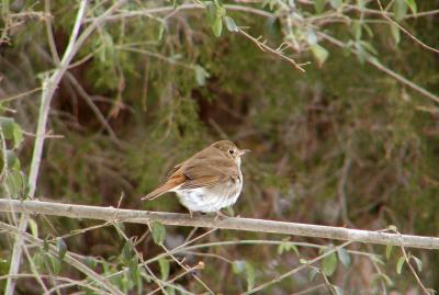Hermit Thrush
