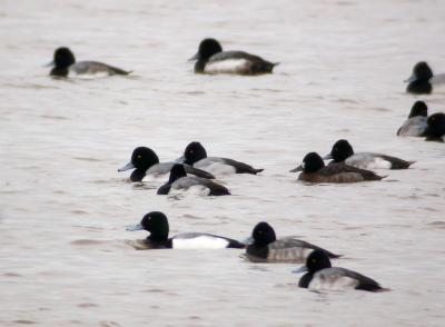 Greater and Lessser Scaup in Potomac off Leesylvania State Park
