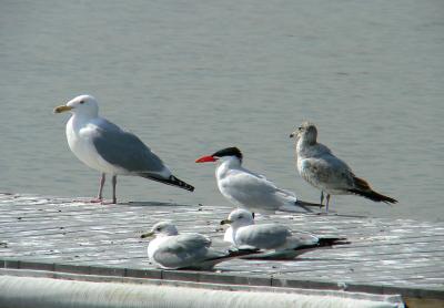 Herring Gull, Ring-billed Gulls, Caspian Tern