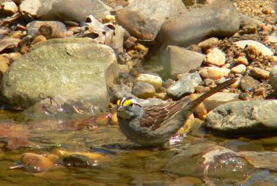 White-throated Sparrow