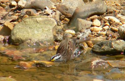 White-throated Sparrow