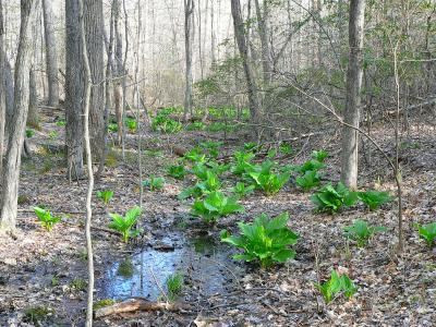 Skunk cabbage