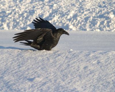 Raven in softsnow, late afternoon