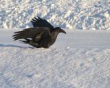 Raven in softsnow, late afternoon