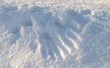 Raven feather marks in soft snow