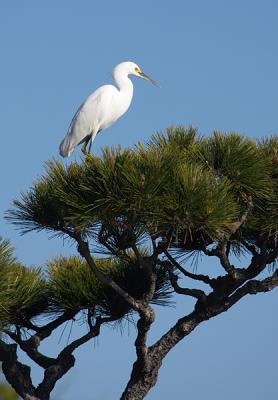 Egret Pining Away