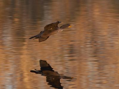 Cormorant Reflection