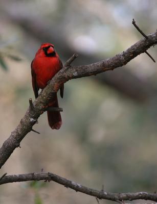 redbirdlimb.jpg