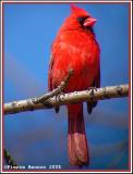 Cardinal rouge (Cimetire Mont-Royal)