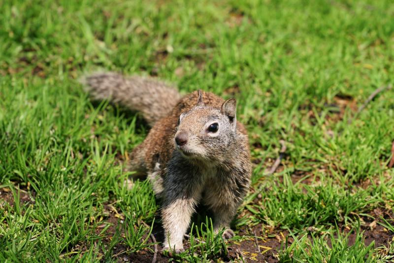 Chipmunk
