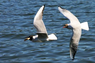 Gulls