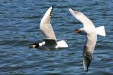 Gulls