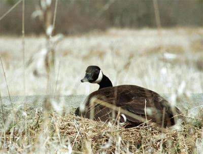 ngoose.jpg