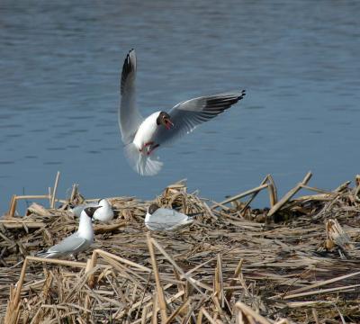 Landing III