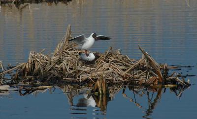 Mating II