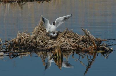 Mating III