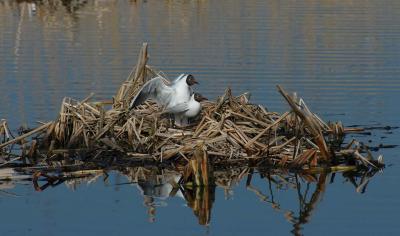 Mating IV