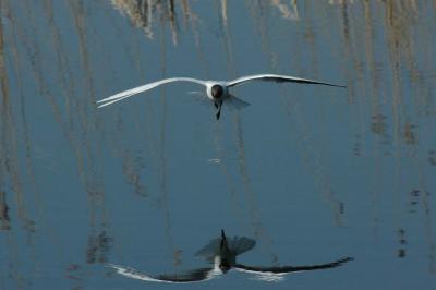 u16/pekkal/medium/42131506.DSC_4560c.jpg
