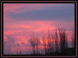 Native grass at sunrise