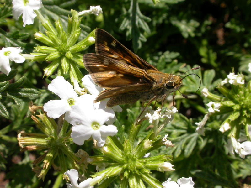 Skipper on white verbena