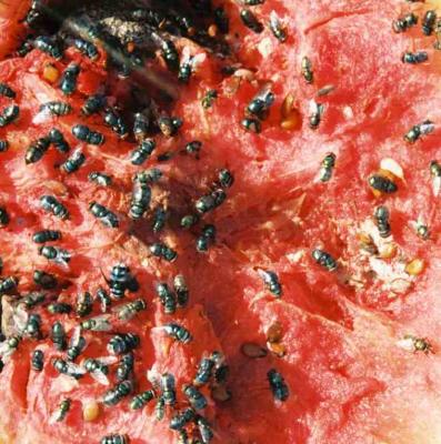Rotting watermelon...