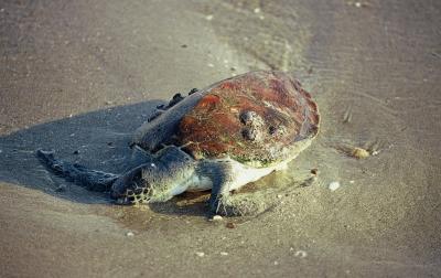 Tortue morte sur la plage