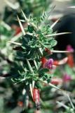 Astragalus spinosus