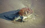Tortue morte sur la plage