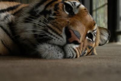unhappy tiger