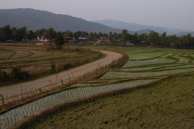 rice fields