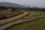 rice fields