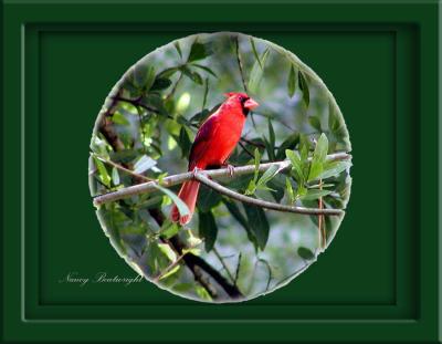 Male Cardinal in Oak Tree