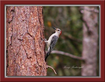 Red-Bellied Woodpecker