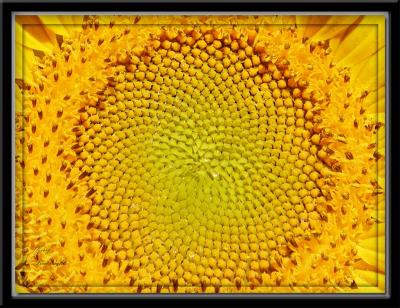Close up Giant Sunflower