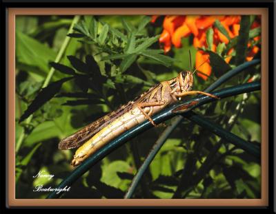 Large Grasshopper eyeing my flowers
