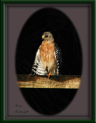 Very young Red Shouldered Hawk