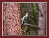 Red-Bellied Woodpecker