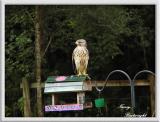 Young Red Shouldered hawk