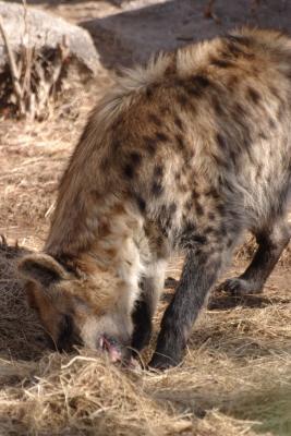 Chompin'
