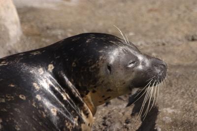 Slick as a Seal