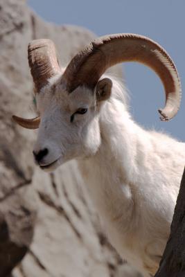 Big Horn