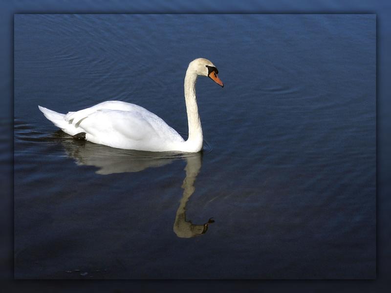 Swan-267